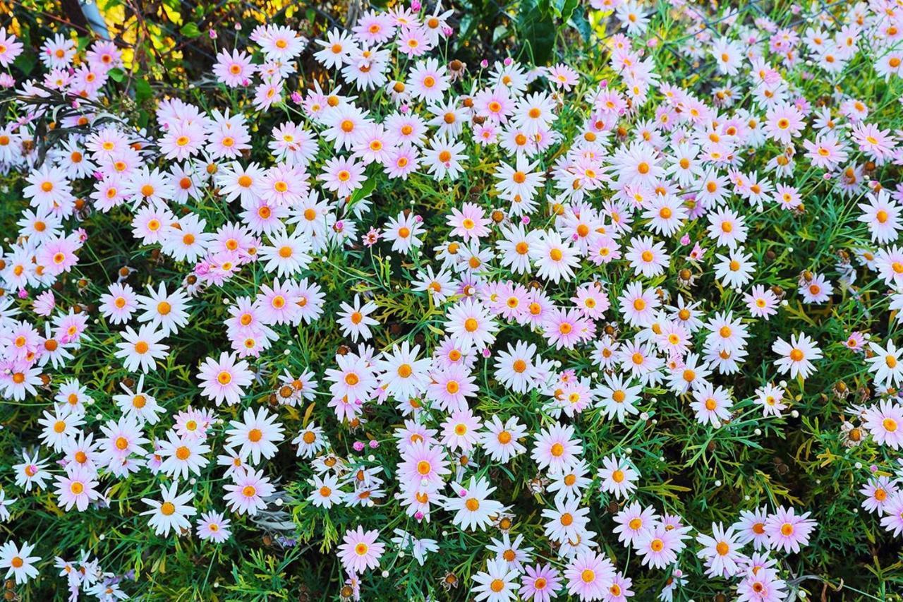 Logan Camp Ooty Hotel Coonoor Buitenkant foto